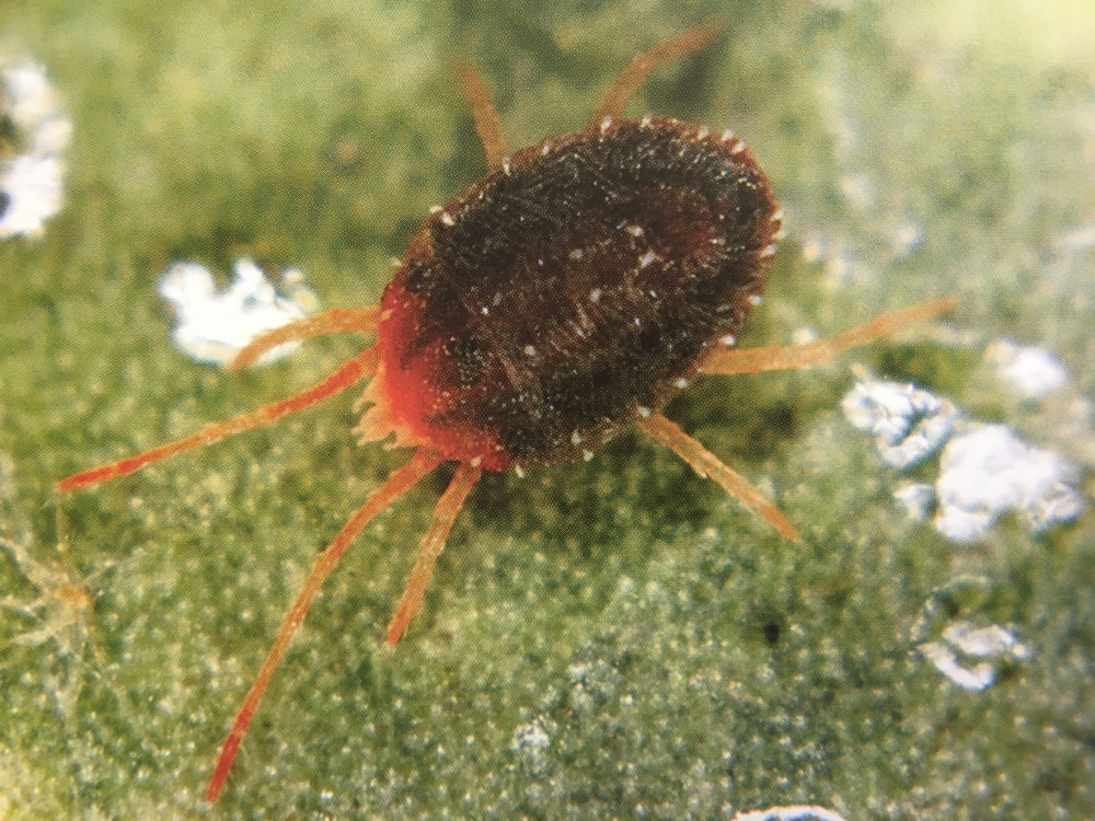 Adult bryobia mite. Image © ADAS Horticulture